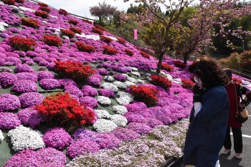 白やピンクの花を咲かせるシバザクラ