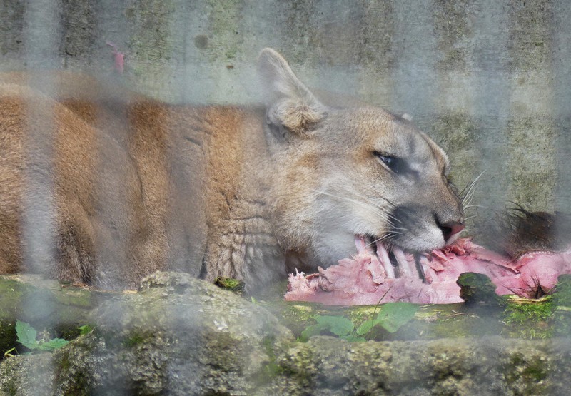 駆除動物 次の命に 福岡から全国へ 捕獲後 動物園の餌に提供 毎日新聞 駆除動物 次の命に 福岡から全国へ 捕獲後 動物園の餌に提供 毎日新聞