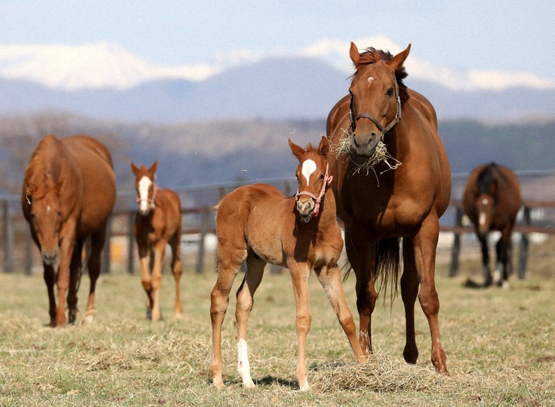 競走馬も甘えん坊 北海道 ベビーラッシュ 毎日新聞