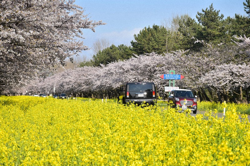 青空の下、桜と菜の花が沿道に広がる「菜の花ロード」=秋田県大潟村で2021年4月20日、高野裕士撮影