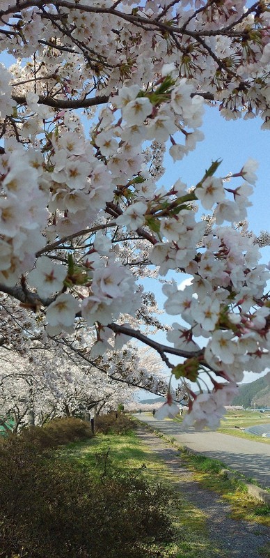 米代川桜づつみ公園の桜も見ごろに=能代市で