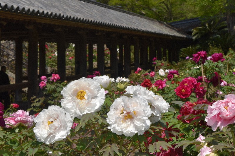 見ごろを迎えたボタン=奈良県桜井市の長谷寺で、広瀬晃子撮影