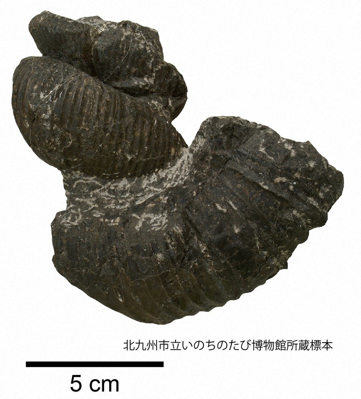 複雑な巻き方をしたアンモナイト。らせん状の巻きから右上にせり上がっている=北九州市立いのちのたび博物館、徳島県立博物館、大阪市立自然史博物館提供