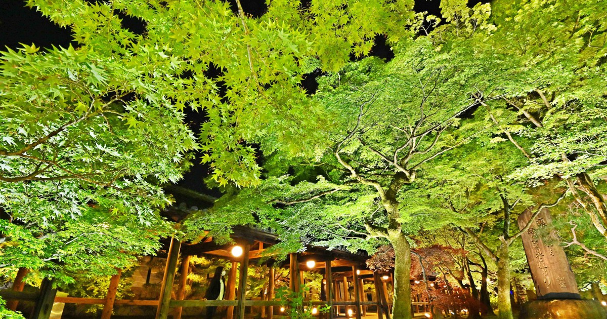 新緑モミジ幻想的に 京都・東福寺ライトアップ 5月12日から [写真特集1