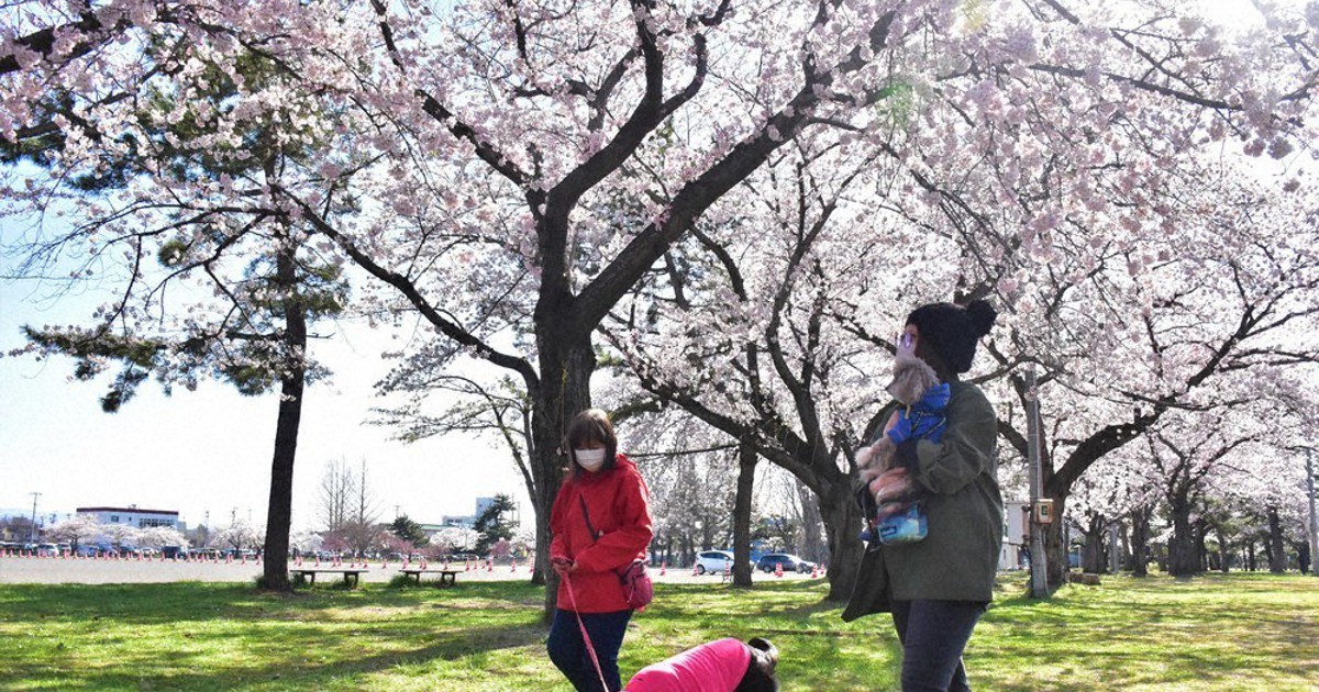 春まつり中止だけど 桜600本満開 青森の公園 2年ぶり開放 毎日新聞
