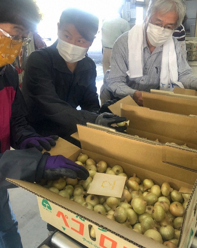 今年初めて出荷される知多ペコロス=愛知県知多市日長のJAあいち知多・岡田集出荷場で2021年4月21日午前7時55分、黒尾透撮影