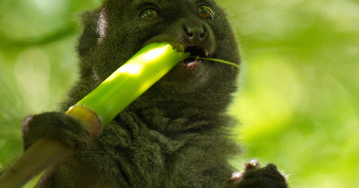 竹主食のサル 苦み感覚鈍化 京大霊長類研究所など発表 京都 毎日新聞 竹主食のサル 苦み感覚鈍化 京大霊長類研究所など発表 京都 毎日新聞