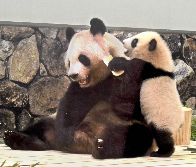 入手困難 アドベンチャーワールド パンダ 親子 ストラップ 良浜 楓浜 maxresdefault.jpg