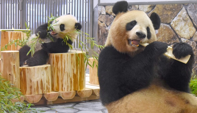 入手困難 アドベンチャーワールド パンダ 親子 ストラップ 良浜 楓浜 maxresdefault.jpg