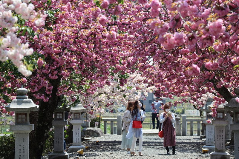 参道覆う八重桜 観光客にぎわう 長浜・伊香具神社 ／滋賀 | 毎日新聞