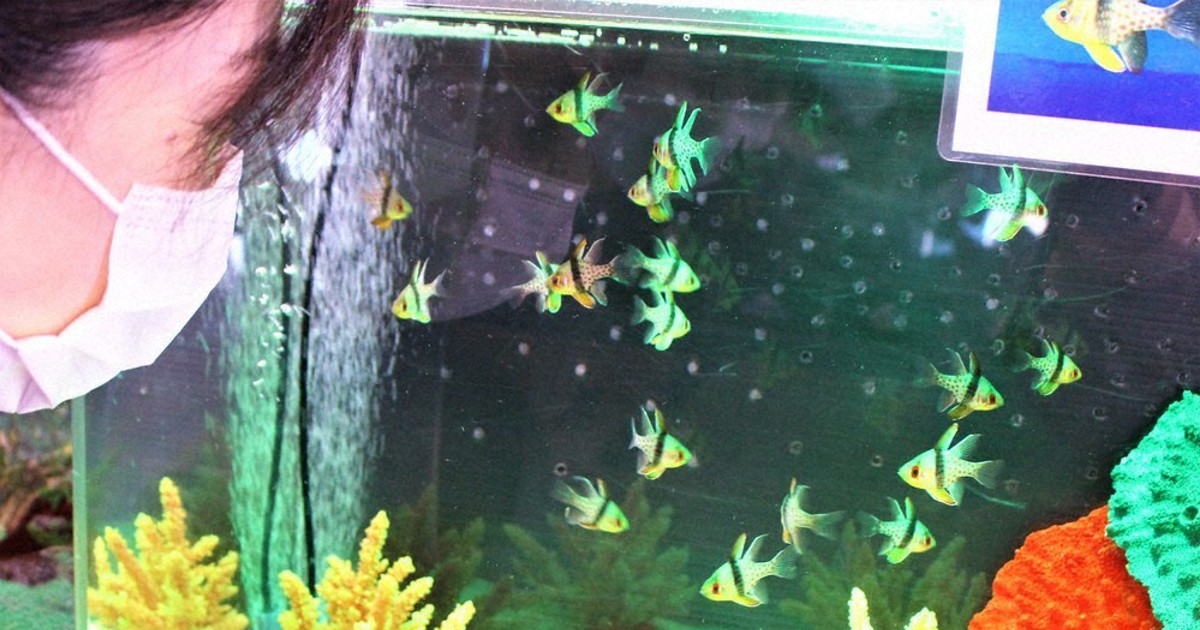 パジャマじゃないよ 水玉模様マンジュウイシモチ人気 鳥取 毎日新聞 パジャマじゃないよ 水玉模様マンジュウイシモチ人気 鳥取 毎日新聞