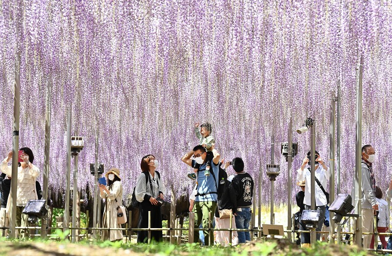 近郊の人は楽しんで フジの花見ごろ あしかがフラワーパーク 写真特集1 9 毎日新聞