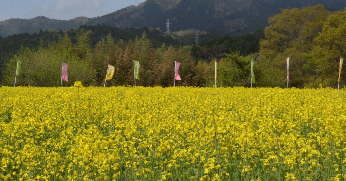 黄色敷き詰め 菜の花見ごろ さるびの 伊賀 三重 毎日新聞