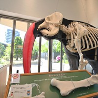 View＋：天王寺動物園 TENNOJI ZOO MUSEUM 標本
