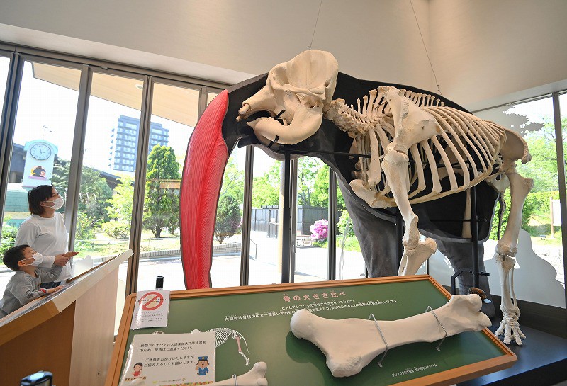 View＋：天王寺動物園 TENNOJI ZOO MUSEUM