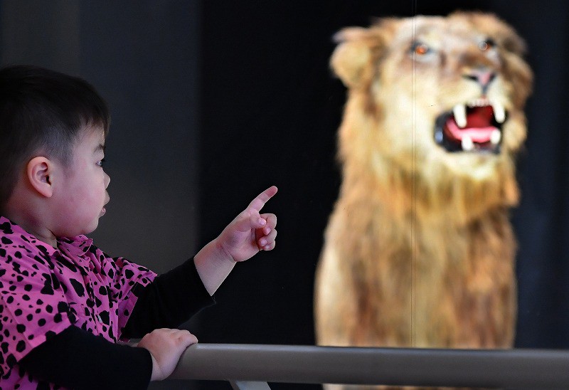 View＋：天王寺動物園 TENNOJI ZOO MUSEUM 標本