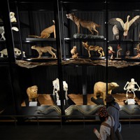 View＋：天王寺動物園 TENNOJI ZOO MUSEUM 標本