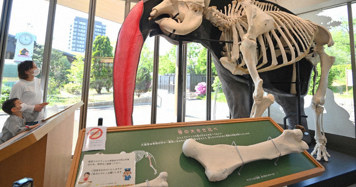 てんの剥製置物 View＋：天王寺動物園 TENNOJI ZOO MUSEUM 標本
