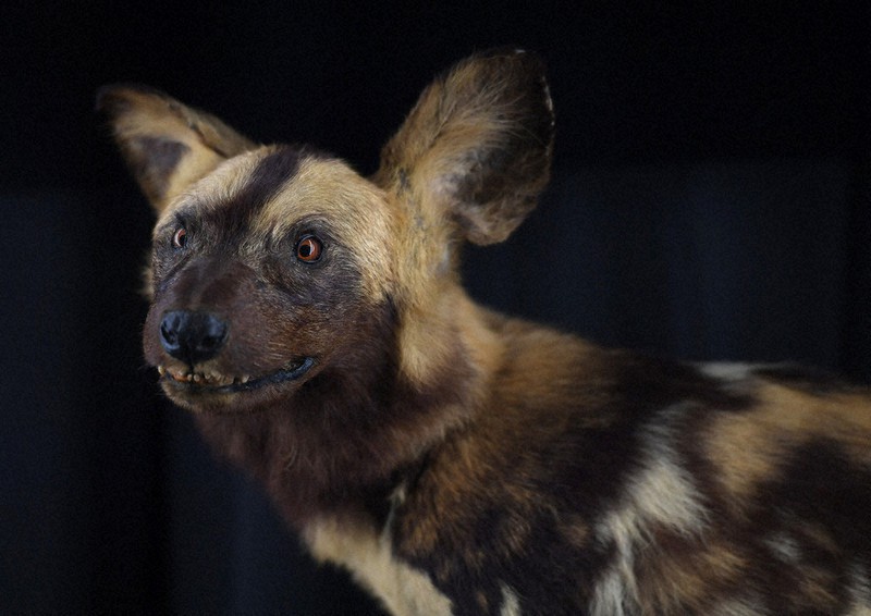 View＋：天王寺動物園 TENNOJI ZOO MUSEUM 標本