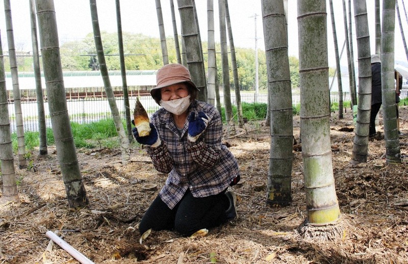 ダイハツ工業滋賀(竜王)工場の竹林でタケノコを収穫する地元の女性=滋賀県竜王町山之上で、庭田学撮影