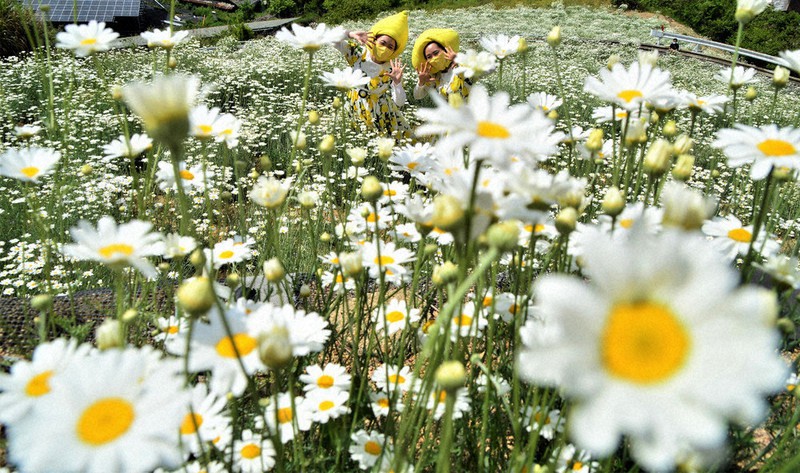 段々畑に広がる除虫菊の白い花=広島県尾道市因島重井町で、渕脇直樹撮影