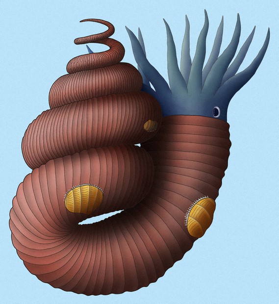 【激レア】未確認種のアンモナイトと二枚貝の群集化石 15センチの化石セブン品質のアンモライト アンモナイト 販売