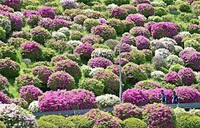 Azaleas are seen in full bloom at the Keage water purification plant in Kyoto's Higashiyama Ward on April 26, 2021. (Mainichi/Kazuki Yamazaki)