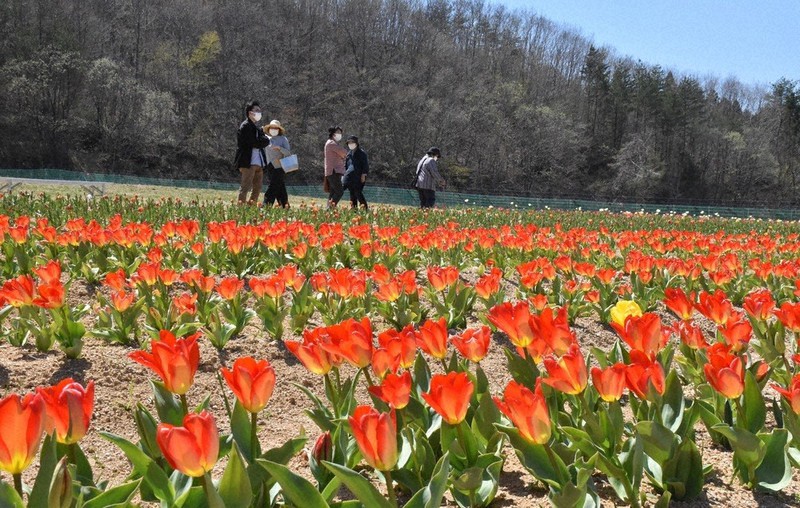 元気いっぱい春の彩り 飯舘 チューリップ農園 福島 毎日新聞