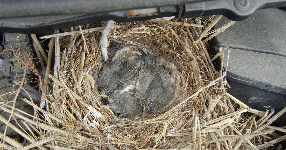 セキレイ 廃車に巣作り エンジンルームから巣立ち また来年 毎日新聞