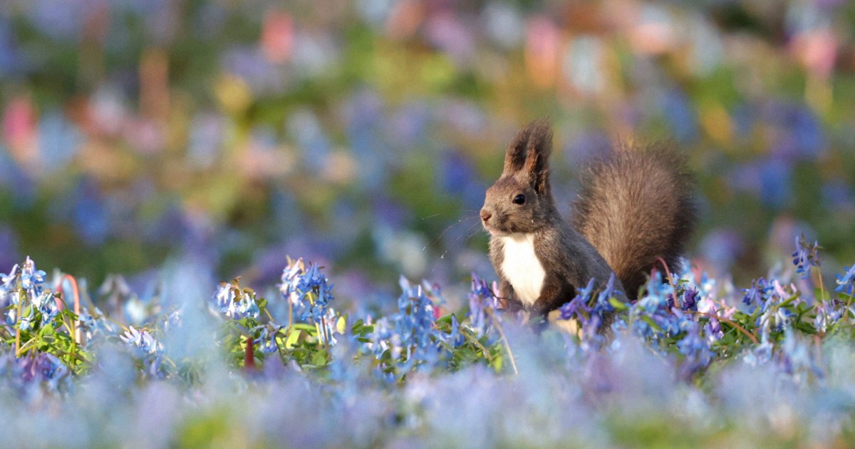 青い花畑にエゾリスひょっこり エゾエンゴサクと「共演」 北海道