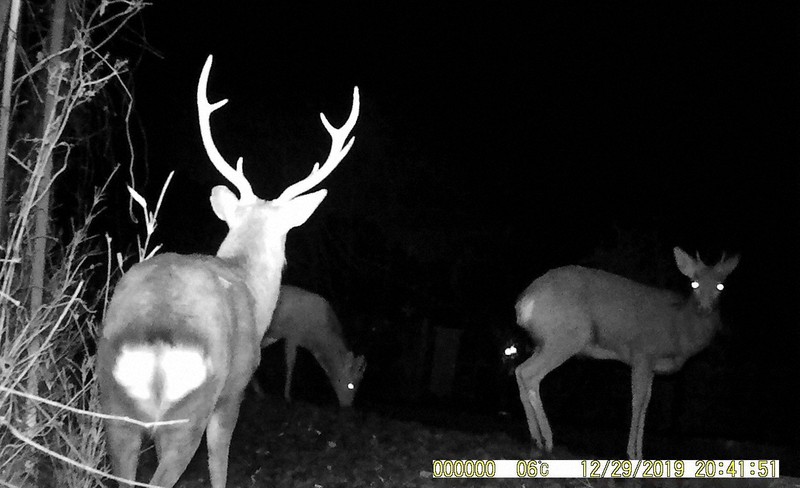 後絶たないシカと列車の衝突 導入後ゼロになったjr社員の回避策 毎日新聞