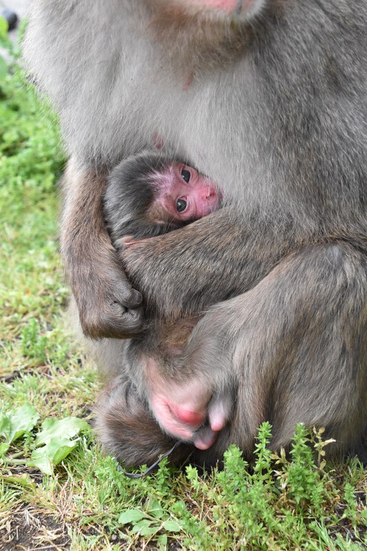 みんなにご利益を サルの赤ちゃんに「アマビエ」と命名 大分 | 毎日新聞