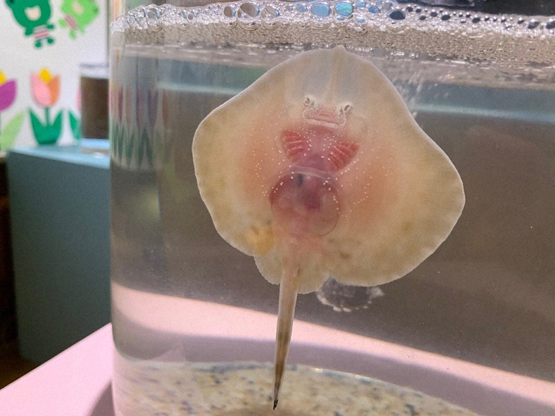 4月にうみの杜ようちえんに入園したコモンカスベ=仙台うみの杜水族館提供