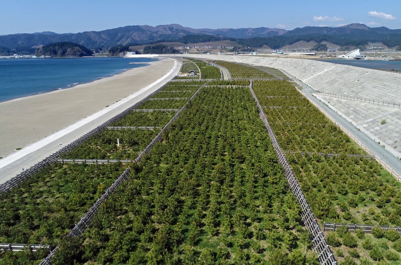 東日本大震災から10年。松の苗木4万本の植樹がまもなく終わり、緑色の松林が再び育ちつつある「高田松原」=岩手県陸前高田市で2021年4月22日、小型無人機で手塚耕一郎撮影