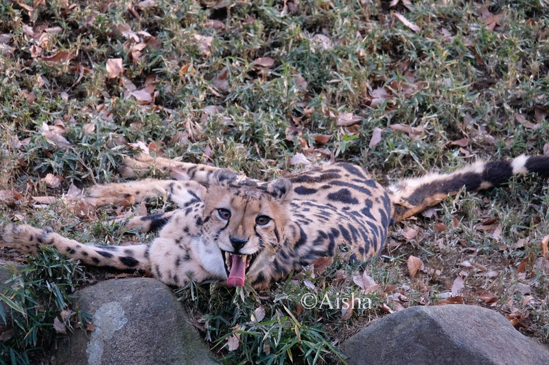 カメラ少女 藍沙のいきもの大好き 地上最速の動物 チーター 毎日新聞