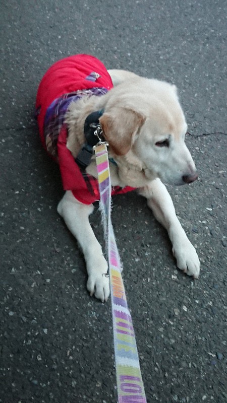 絆 保護犬イブと暮らして 第４部 ５止 ストレス 飼育 子育てと一緒 福島 毎日新聞