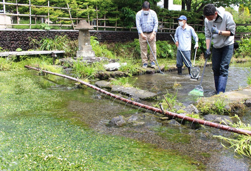 清流守る 白い花育む ミシマバイカモ見ごろ 静岡 三島 毎日新聞