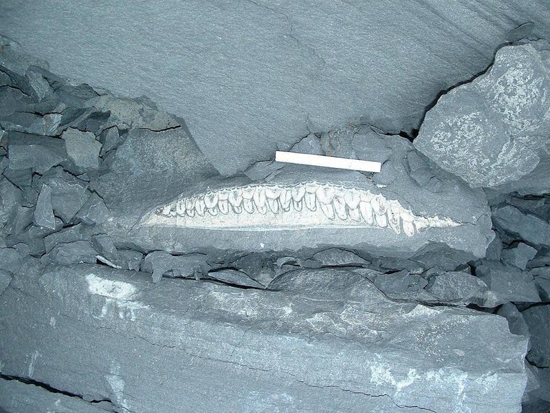 我が名はヤマトサウルス・イザナギイ 淡路島で発見の化石 新種恐竜