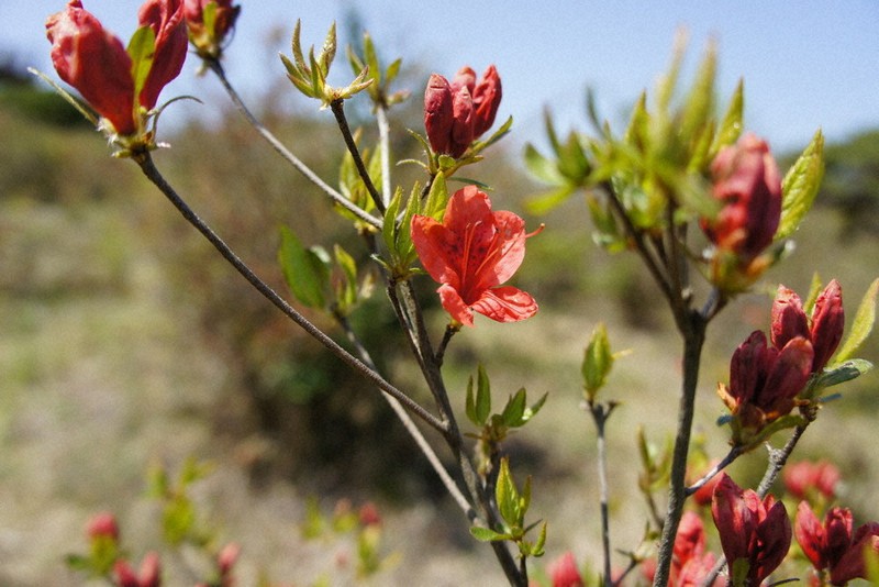 神野山 火災でツツジ焼失 村の希望 元の姿を 再生に５年 植栽も検討 奈良 毎日新聞