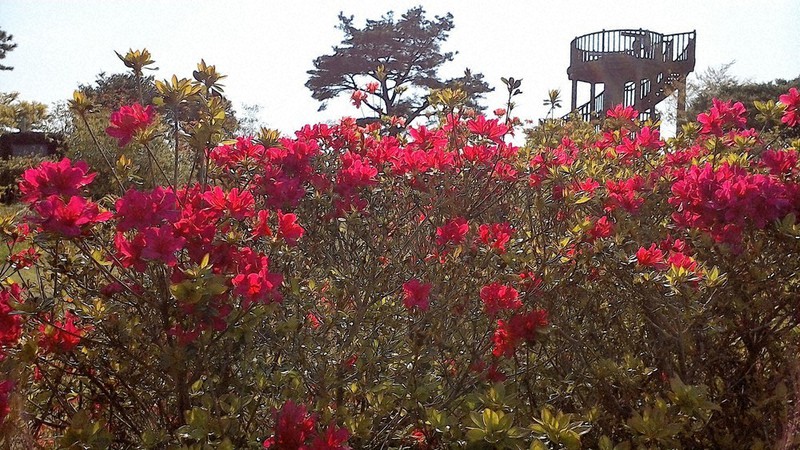 神野山 火災でツツジ焼失 村の希望 元の姿を 再生に５年 植栽も検討 奈良 毎日新聞