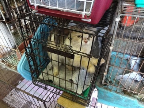 2015年に業務停止命令を受けた東京都のペットショップで、狭いケージの中で飼育されていた猫=塩村文夏参院議員提供
