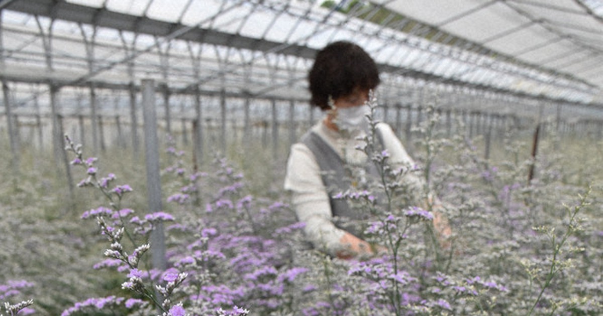 母の日にどうぞ ハイブリッドスターチス 出荷最盛期 ハウス内に甘い香り さくら 栃木 毎日新聞