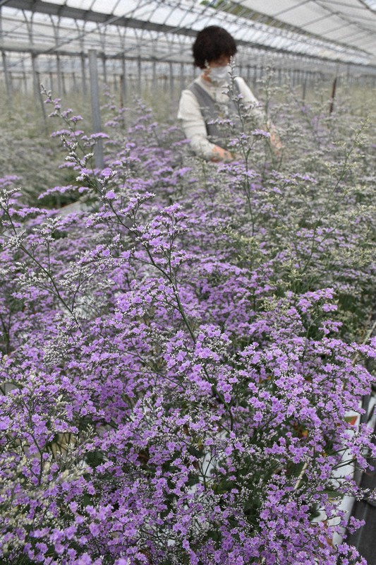 母の日にどうぞ ハイブリッドスターチス、出荷最盛期 ハウス内に甘い