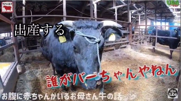 宇陀の畜産を紹介する動画=奈良県宇陀市提供
