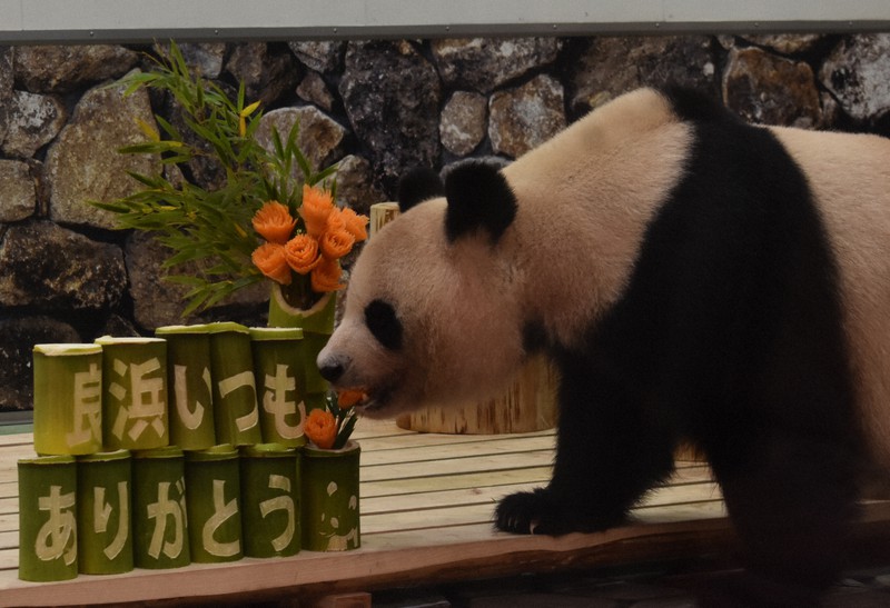 パンダにも母の日 良浜に カーネーション の贈り物 和歌山 毎日新聞