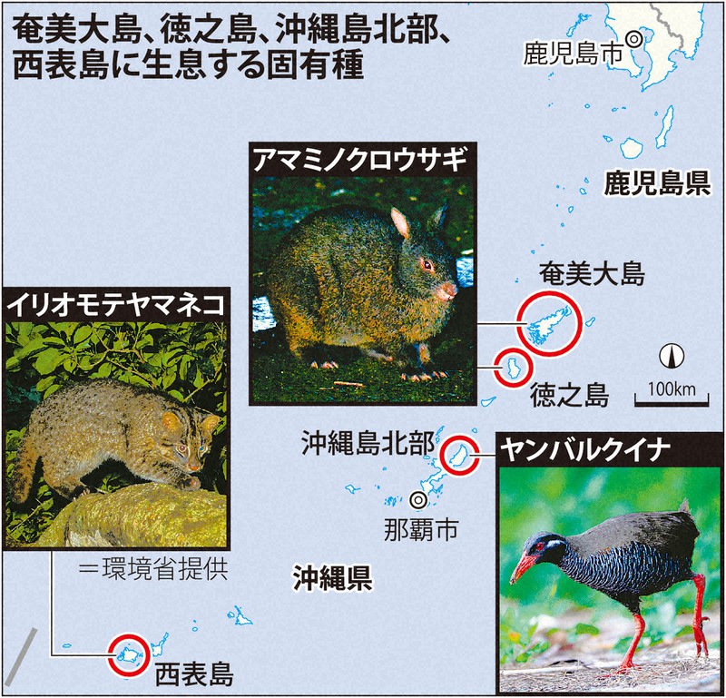 奄美大島、徳之島、沖縄島北部、西表島に生息する固有種