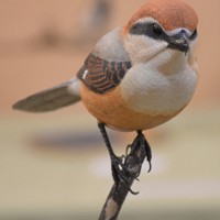 ok0330さま専用 ハヤブサとオオルリ 木彫りの野鳥　野鳥彫刻 ok0330さま専用 ハヤブサとオオルリ 木彫りの野鳥 野鳥彫刻