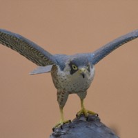 ハヤブサ、モズ…野鳥のそっくり彫刻作品展 甲府市立図書館 [写真