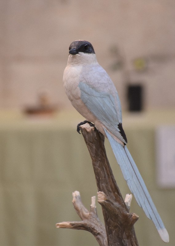 ok0330さま専用 ハヤブサとオオルリ 木彫りの野鳥　野鳥彫刻 オオルリ 幸せ運ぶ青い鳥 木彫りの野鳥 野鳥彫刻 リアルバード
