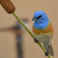 ハヤブサ、モズ…野鳥のそっくり彫刻作品展 甲府市立図書館 [写真特集1